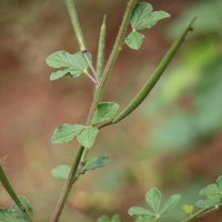 Cleome viscosa L.